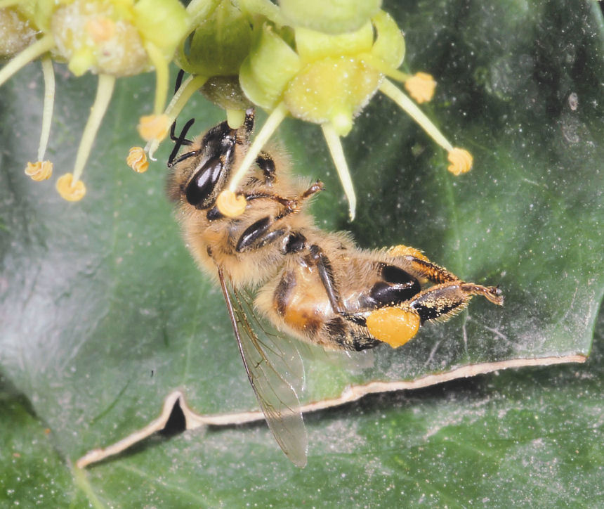 Ape acrobata